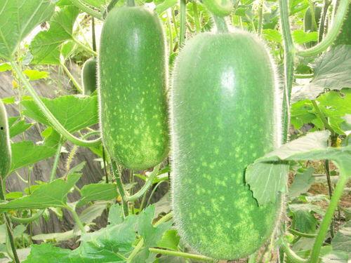 利辛吃瓜大赛,一场全民参与的夏日狂欢盛宴