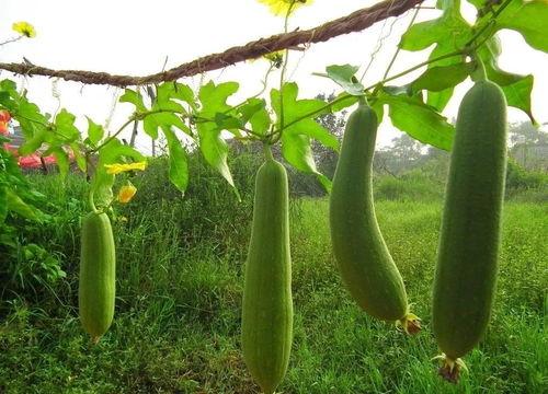 下奶吃的瓜,天然催乳美食之旅