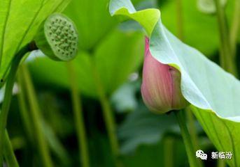末伏吃那三瓜好,三瓜助你清凉度夏