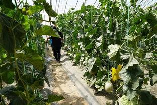 去瓜地找瓜吃视频