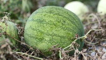 兰州冬天吃大瓜