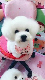 动物吃瓜场面图片,动物们的“美食盛宴”