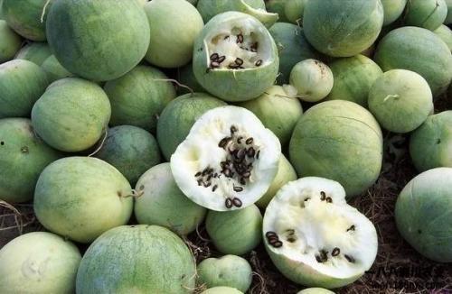 吃瓜的快乐来源,探寻吃瓜快乐的奥秘