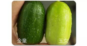 嘉年华狩猎吃瓜,一场吃瓜群众的狂欢盛宴